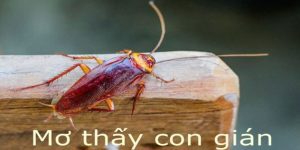Những điều cơ bản về việc mơ thấy gián